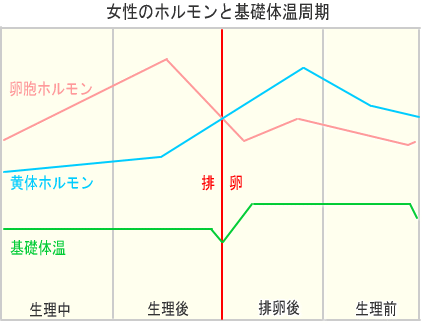 女性ホルモンと周期