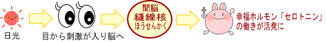 不妊解消/自律神経の整え方