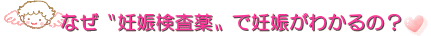 なぜ妊娠検査薬で妊娠がわかるの?