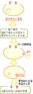 黄体機能