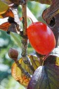 山茱萸(サンシュユ)の実