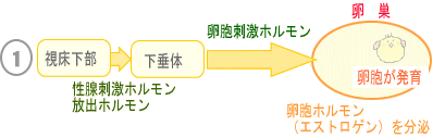 生理のメカニズム1
