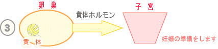 生理のメカニズム3