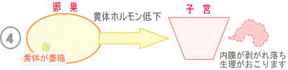 生理のメカニズム4