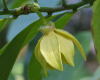 ylang