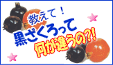 黒ざくろって何が違うの?